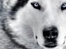 user-icon