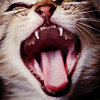 user-icon